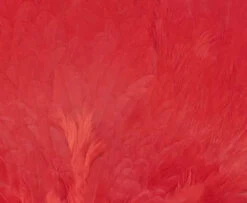 Chevron Grade 1 Complete Hen Saddle - Funky Fly Tying -Fishing Accessories Store Chevron Grade 1 Complete Hen Saddle Dyed Red