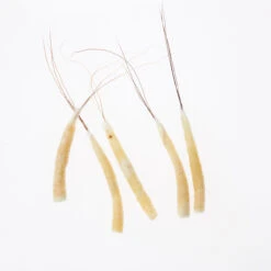 Funk Extended Mayfly Bodies (Large) - Funky Fly Tying 14 Funk Extended Mayfly Bodies (Large) - Funky Fly Tying -Fishing Accessories Store Funky Extended Bodies Mayfly Large Cream Danica 241 scaled 1