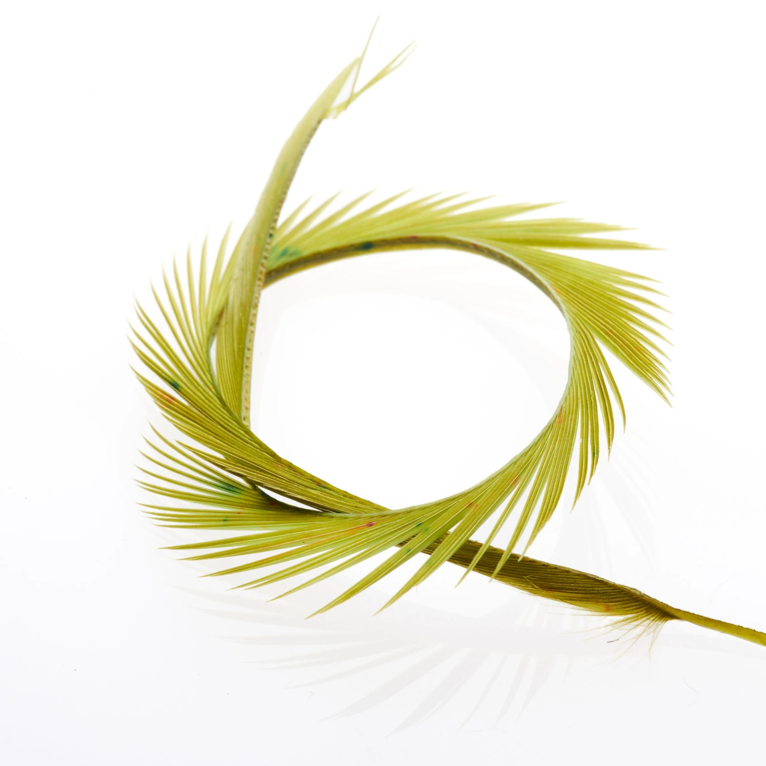 Funky Goose Biots - Funky Fly Tying 22 Funky Goose Biots - Funky Fly Tying - Image 20