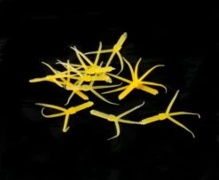 Hemingway's Mayfly Nymph Rubber Tails - Funky Fly Tying -Fishing Accessories Store Hemingways Mayfly Nymph Rubber Tails 5 1