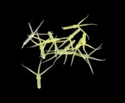 Hemingway's Mayfly Nymph Rubber Tails - Funky Fly Tying -Fishing Accessories Store Hemingways Mayfly Nymph Rubber Tails 6