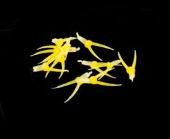 Hemingway's Stonefly Nymph Tails - Funky Fly Tying -Fishing Accessories Store Hemingways Stonefly Nymph Tails Golden Yellow 1