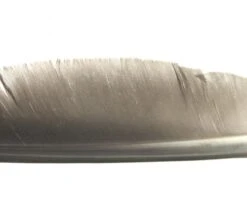 Nature's Spirit Goose Quills - Funky Fly Tying -Fishing Accessories Store Natures Spirit Canada Goose Biot Quill Goose Quill Body Natural Grey 1