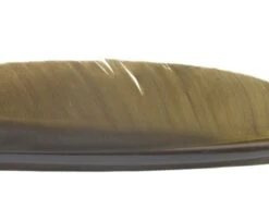 Nature's Spirit Goose Quills - Funky Fly Tying -Fishing Accessories Store Natures Spirit Canada Goose Biot Quill Goose Quill Body Olive 1