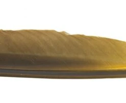 Nature's Spirit Goose Quills - Funky Fly Tying -Fishing Accessories Store Natures Spirit Canada Goose Biot Quill Goose Quill Body Pale Morning Dun 1