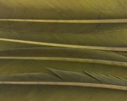 Nature's Spirit Duck Quills - Funky Fly Tying -Fishing Accessories Store Natures Spirit Duck Quills Dark Olive