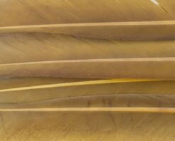 Nature's Spirit Duck Quills - Funky Fly Tying -Fishing Accessories Store Natures Spirit Duck Quills Golden Olive