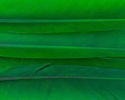 Nature's Spirit Duck Quills - Funky Fly Tying -Fishing Accessories Store Natures Spirit Duck Quills Green 1