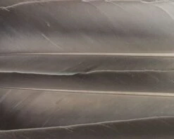 Nature's Spirit Duck Quills - Funky Fly Tying -Fishing Accessories Store Natures Spirit Duck Quills Natural Grey