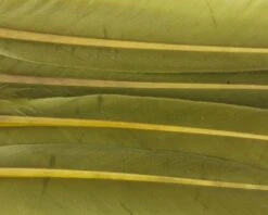 Nature's Spirit Duck Quills - Funky Fly Tying -Fishing Accessories Store Natures Spirit Duck Quills Olive 1