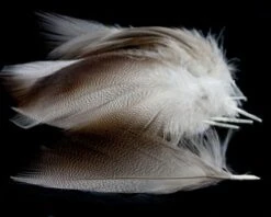 Nature's Spirit Dyed Bronze Mallard - Funky Fly Tying