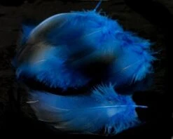 Nature's Spirit Dyed Bronze Mallard - Funky Fly Tying -Fishing Accessories Store Natures Spirit Dyed Bronze Mallard Royal Blue