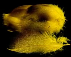 Nature's Spirit Dyed Bronze Mallard - Funky Fly Tying -Fishing Accessories Store Natures Spirit Dyed Bronze Mallard Yellow