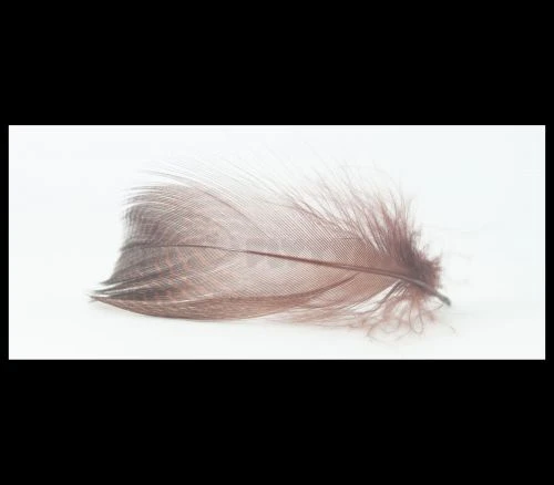 Nature's Spirit Gadwell Flank Feathers - Funky Fly Tying 13 Nature's Spirit Gadwell Flank Feathers - Funky Fly Tying - Image 11