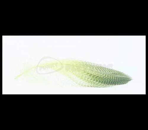 Nature's Spirit Gadwell Flank Feathers - Funky Fly Tying 7 Nature's Spirit Gadwell Flank Feathers - Funky Fly Tying - Image 5