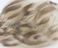 Nature's Spirit Hen Mallard Flanks - Funky Fly Tying -Fishing Accessories Store Natures Spirit Hen Mallard Flanks Natural 1