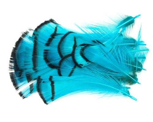 Nature's Spirit Lady Amherst Assorted Tippets Dyed - Funky Fly Tying 16 Nature's Spirit Lady Amherst Assorted Tippets Dyed - Funky Fly Tying - Image 14