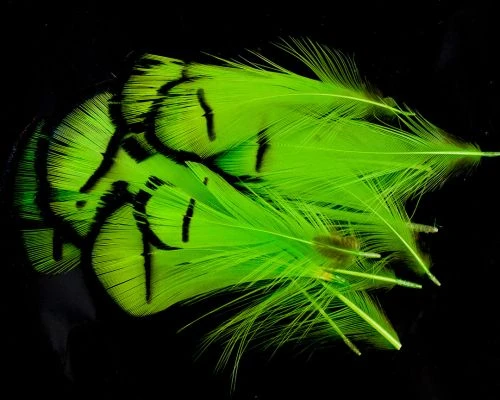 Nature's Spirit Lady Amherst Assorted Tippets Dyed - Funky Fly Tying 13 Nature's Spirit Lady Amherst Assorted Tippets Dyed - Funky Fly Tying - Image 11