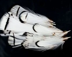 Nature's Spirit Lady Amherst Assorted Tippets Dyed - Funky Fly Tying 27 Nature's Spirit Lady Amherst Assorted Tippets Dyed - Funky Fly Tying -Fishing Accessories Store Natures Spirit Lady Amherst Assorted Tippets Dyed Natural 1