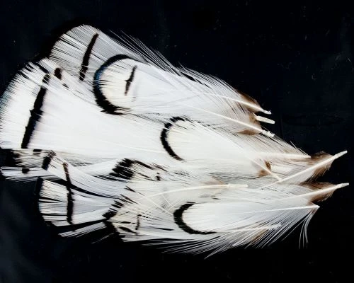 Nature's Spirit Lady Amherst Assorted Tippets Dyed - Funky Fly Tying 7 Nature's Spirit Lady Amherst Assorted Tippets Dyed - Funky Fly Tying - Image 5