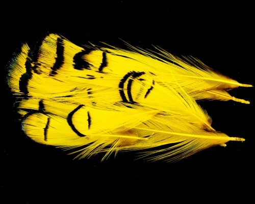 Nature's Spirit Lady Amherst Assorted Tippets Dyed - Funky Fly Tying 20 Nature's Spirit Lady Amherst Assorted Tippets Dyed - Funky Fly Tying - Image 18