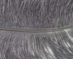 Nature's Spirit Ostrich Plumes 10"-12" - Funky Fly Tying 40 Nature's Spirit Ostrich Plumes 10"-12" - Funky Fly Tying -Fishing Accessories Store Natures Spirit Ostrich Plumes 10 12 Black