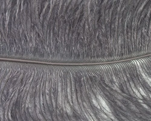 Nature's Spirit Ostrich Plumes 10"-12" - Funky Fly Tying 21 Nature's Spirit Ostrich Plumes 10"-12" - Funky Fly Tying - Image 19