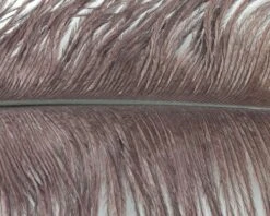 Nature's Spirit Ostrich Plumes 10"-12" - Funky Fly Tying 38 Nature's Spirit Ostrich Plumes 10"-12" - Funky Fly Tying -Fishing Accessories Store Natures Spirit Ostrich Plumes 10 12 Brown