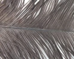 Nature's Spirit Ostrich Plumes 10"-12" - Funky Fly Tying 31 Nature's Spirit Ostrich Plumes 10"-12" - Funky Fly Tying -Fishing Accessories Store Natures Spirit Ostrich Plumes 10 12 Natural Grey 1