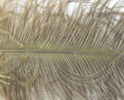 Nature's Spirit Ostrich Plumes 10"-12" - Funky Fly Tying 29 Nature's Spirit Ostrich Plumes 10"-12" - Funky Fly Tying -Fishing Accessories Store Natures Spirit Ostrich Plumes 10 12 Olive 1