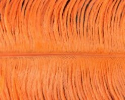 Nature's Spirit Ostrich Plumes 10"-12" - Funky Fly Tying 26 Nature's Spirit Ostrich Plumes 10"-12" - Funky Fly Tying -Fishing Accessories Store Natures Spirit Ostrich Plumes 10 12 Orange