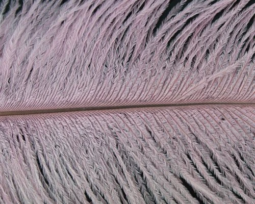 Nature's Spirit Ostrich Plumes 10"-12" - Funky Fly Tying 5 Nature's Spirit Ostrich Plumes 10"-12" - Funky Fly Tying - Image 3