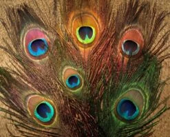 Nature's Spirit Peacock Sticks (Eye Plumes) - Funky Fly Tying
