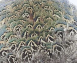 Fish Hunter Ringneck Pheasant Rump Patch - Funky Fly Tying -Fishing Accessories Store Natures Spirit Ringneck Pheasant Rump Patch Natural