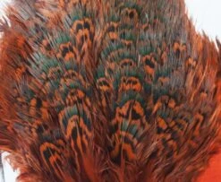 Fish Hunter Ringneck Pheasant Rump Patch - Funky Fly Tying -Fishing Accessories Store Natures Spirit Ringneck Pheasant Rump Patch Orange