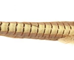 Nature's Spirit Ringneck Pheasant Tail Clumps - Funky Fly Tying -Fishing Accessories Store Natures Spirit Ringneck Pheasant Tail Clumps Bleached 1