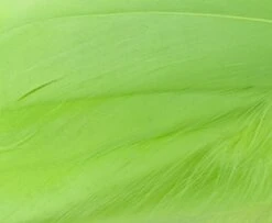 Nature's Spirit Select Goose Shoulder Feathers - Funky Fly Tying -Fishing Accessories Store Natures Spirit Select Goose Shoulder Feathers Fluo Chartereuse 1