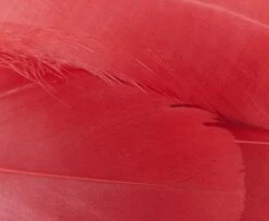 Nature's Spirit Select Goose Shoulder Feathers - Funky Fly Tying -Fishing Accessories Store Natures Spirit Select Goose Shoulder Feathers Fluo Cherry Red 1