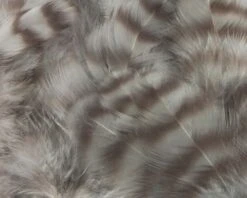 Nature's Spirit Select Grizzly Collaring Hackle (soft Hackle) - Funky Fly Tying -Fishing Accessories Store Natures Spirit Select Grizzly Collaring Hackle soft hackle Heron Grey 1