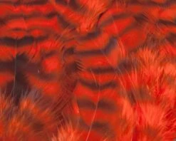 Nature's Spirit Select Grizzly Collaring Hackle (soft Hackle) - Funky Fly Tying -Fishing Accessories Store Natures Spirit Select Grizzly Collaring Hackle soft hackle Hot Orange 1