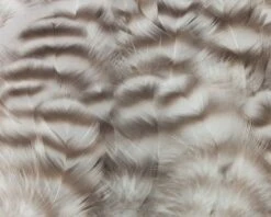 Nature's Spirit Select Grizzly Collaring Hackle (soft Hackle) - Funky Fly Tying -Fishing Accessories Store Natures Spirit Select Grizzly Collaring Hackle soft hackle Natural 1