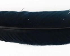 Nature's Spirit Select Ozark Barred Turkey Quills - Funky Fly Tying -Fishing Accessories Store Natures Spirit Select Ozark Barred Turkey Quills Black 1