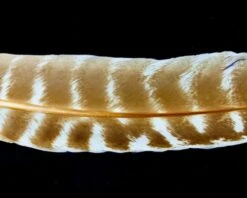 Nature's Spirit Select Ozark Barred Turkey Quills - Funky Fly Tying -Fishing Accessories Store Natures Spirit Select Ozark Barred Turkey Quills Bleached