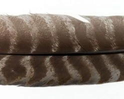 Nature's Spirit Select Ozark Barred Turkey Quills - Funky Fly Tying -Fishing Accessories Store Natures Spirit Select Ozark Barred Turkey Quills Muskrat Grey