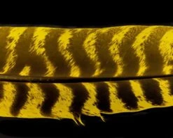 Nature's Spirit Select Ozark Barred Turkey Quills - Funky Fly Tying -Fishing Accessories Store Natures Spirit Select Ozark Barred Turkey Quills Yellow