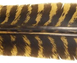 Nature's Spirit Select Wild Turkey Barred Biot Quills - Funky Fly Tying -Fishing Accessories Store Natures Spirit Select Wild Turkey Barred Biot Quills Brown olive