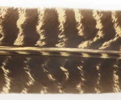 Nature's Spirit Select Wild Turkey Barred Biot Quills - Funky Fly Tying -Fishing Accessories Store Natures Spirit Select Wild Turkey Barred Biot Quills Callibaetis 1