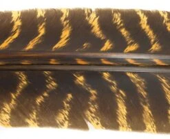 Nature's Spirit Select Wild Turkey Barred Biot Quills - Funky Fly Tying -Fishing Accessories Store Natures Spirit Select Wild Turkey Barred Biot Quills Gold 1