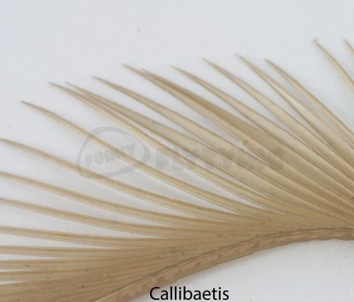 Nature's Spirit Stripped Goose Biots - Funky Fly Tying 6 Nature's Spirit Stripped Goose Biots - Funky Fly Tying - Image 4