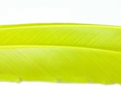 Nature's Spirit Turkey Biot Quills - Funky Fly Tying 36 Nature's Spirit Turkey Biot Quills - Funky Fly Tying -Fishing Accessories Store Natures Spirit Turkey Biot Quills Pale Olive